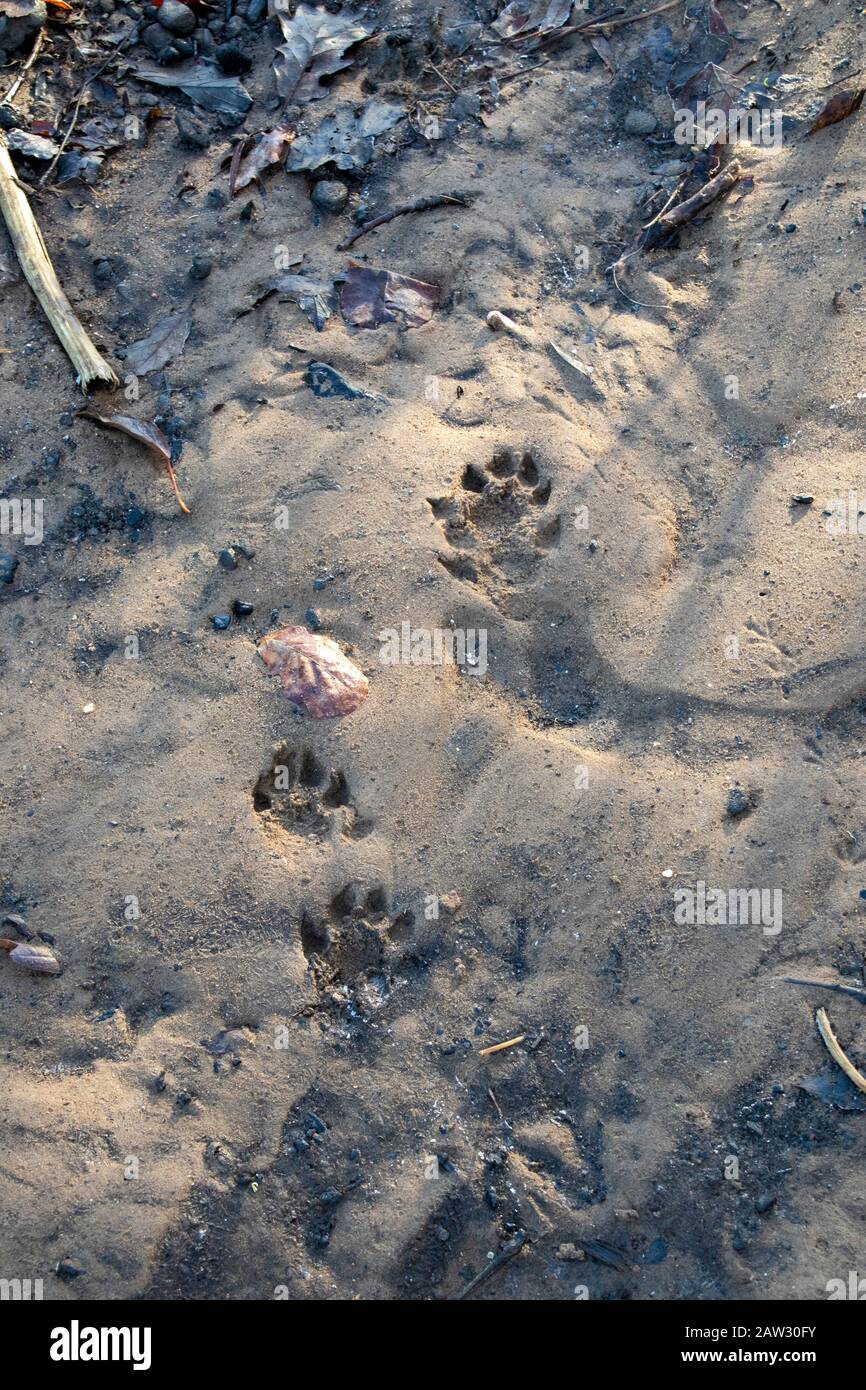 Otter suit dans la boue par L'Usure de la rivière Banque D'Images