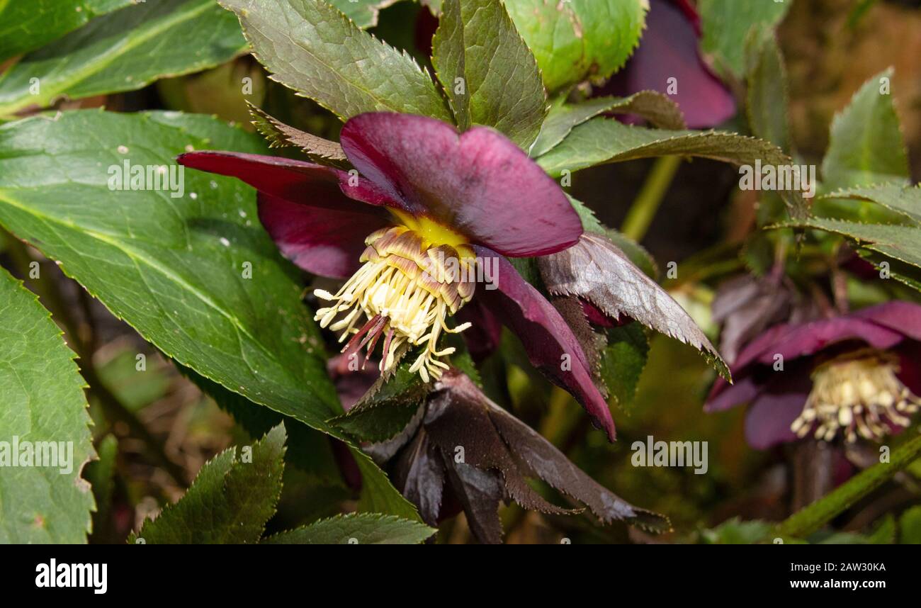 Fleur d'Hellebore violette Banque D'Images