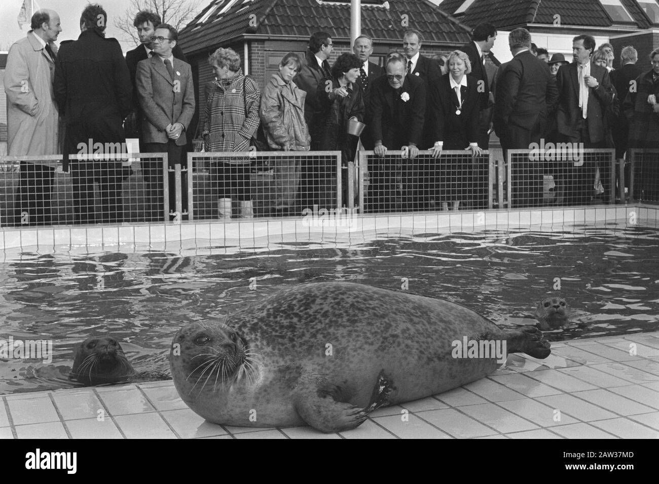 Prince Bernhard a ouvert un nouveau centre de réhabilitation de phoques de section à Pieterburen; sceaux dans le bassin, 33, phoque blessé pour réservoir / Date: 8 décembre 1986 lieu: Pieterburen mots clés: Tanks, ouvertures, abris, princes Nom De La Personne: Bernhard, prince Banque D'Images