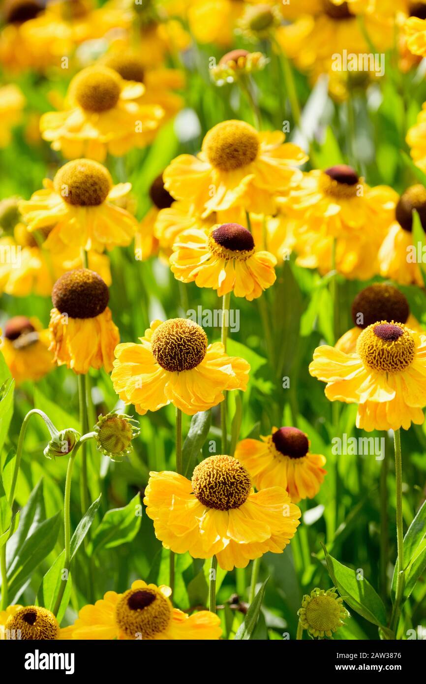 Helenium 'El Dorado', Sneezeweed 'El Dorado' en milieu d'été Banque D'Images