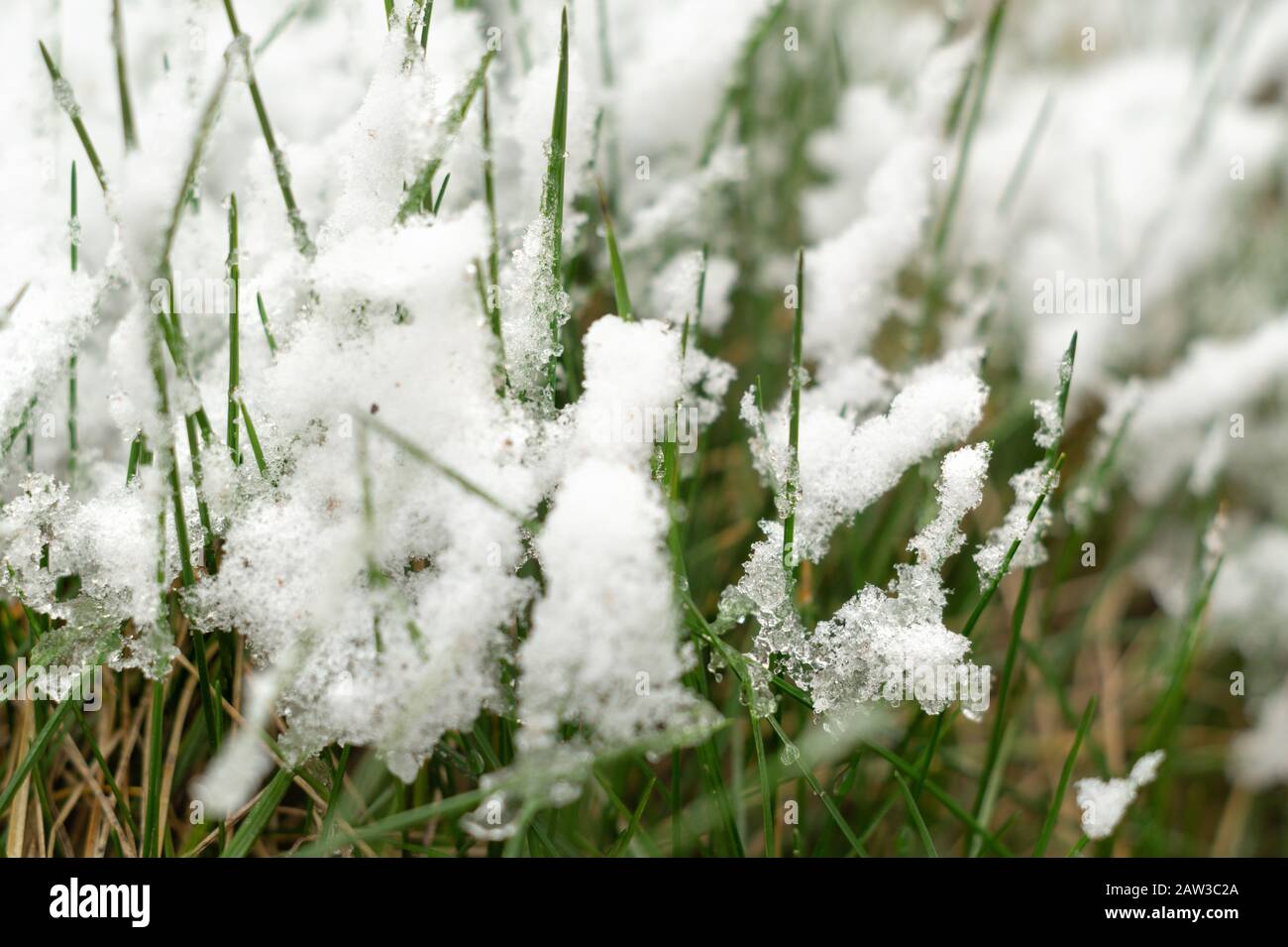 Herbe verte recouverte de neige blanche Banque D'Images