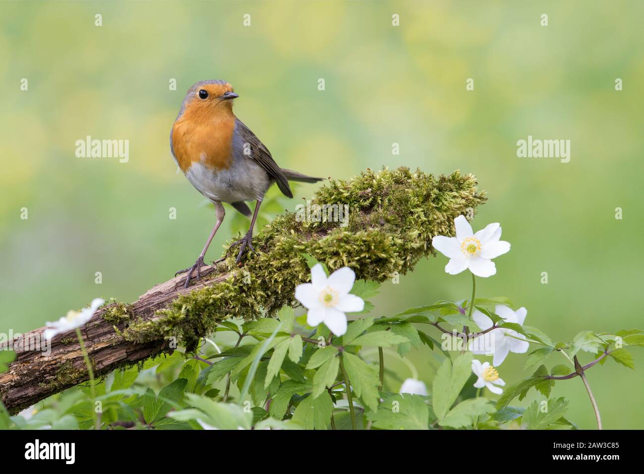 Robin eurasien perché sur une branche moussée à côté de fleurs blanches Banque D'Images