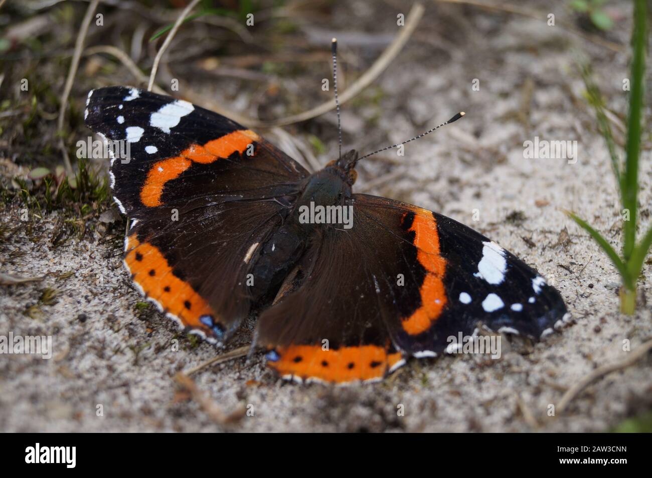 Papillon avec ailes ouvertes dans les dunes de sable sur Spiekeroog Banque D'Images