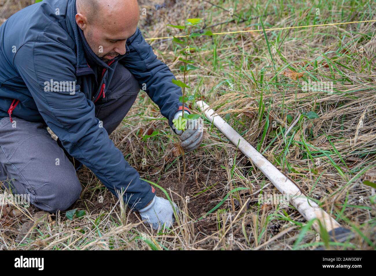 Volontaires de jeunes arbres de suie pour restaurer les forêts après l'attaque du dendroctone du coléoptère Banque D'Images