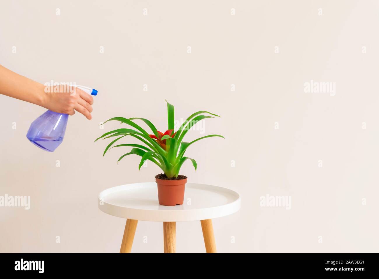 Femme pulvérisant de l'eau sur l'usine de Guzmania dans un pot sur une table blanche sur fond neutre, espace de copie. Concept de soins aux plantes. Banque D'Images