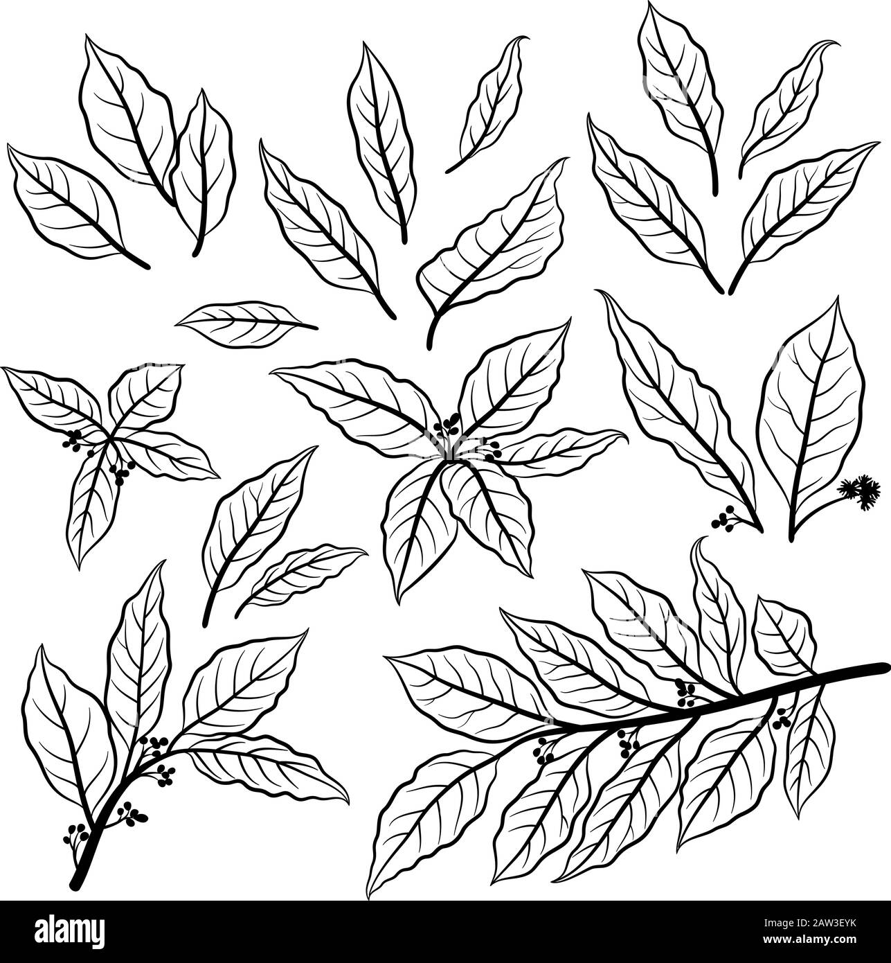 Bay Leaf, Jeu De Pictogrammes Image Vectorielle Stock Alamy