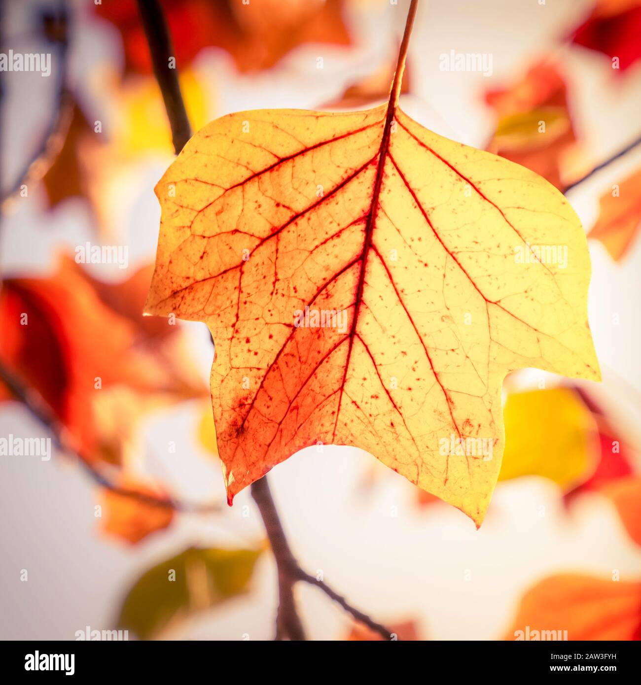 Gros plan sur une feuille d'automne. Banque D'Images