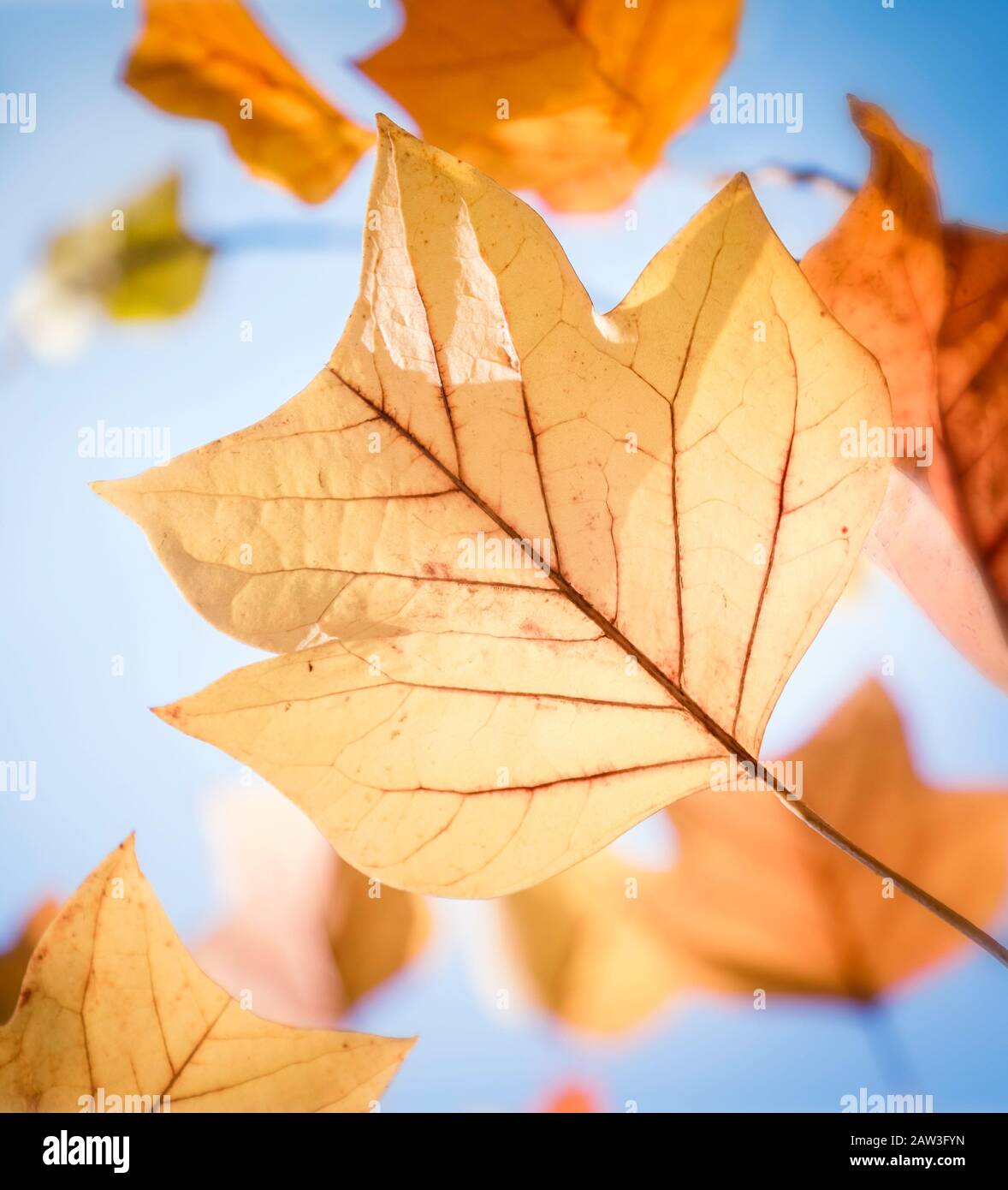 Gros plan sur une feuille d'automne. Banque D'Images