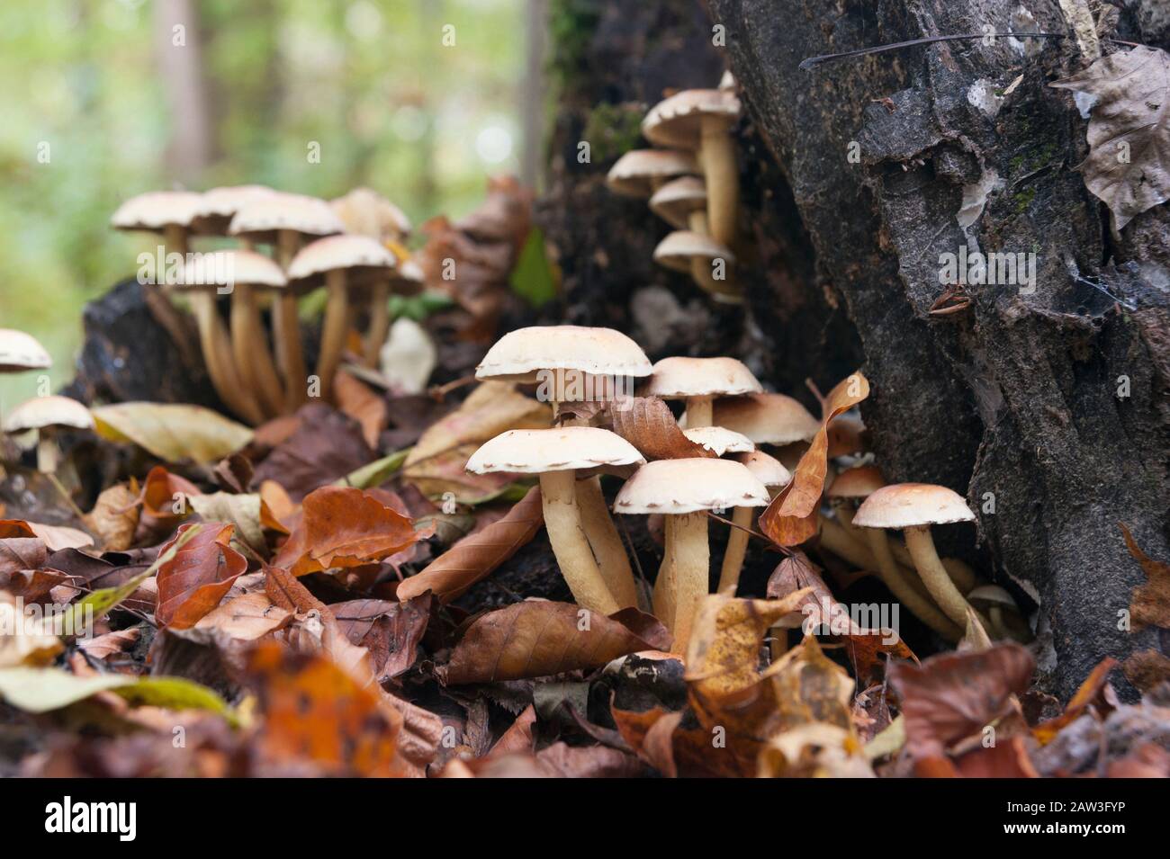 Faisceaux de tuft de soufre dans les bois Banque D'Images