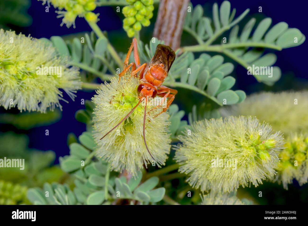 Une araignée rouge géante originaire de l'Arizona se nourrissant de fleurs de Mesquite. Cette guêpe est dans la même famille que le Tarantula Hawk qui capture les araignées à Banque D'Images