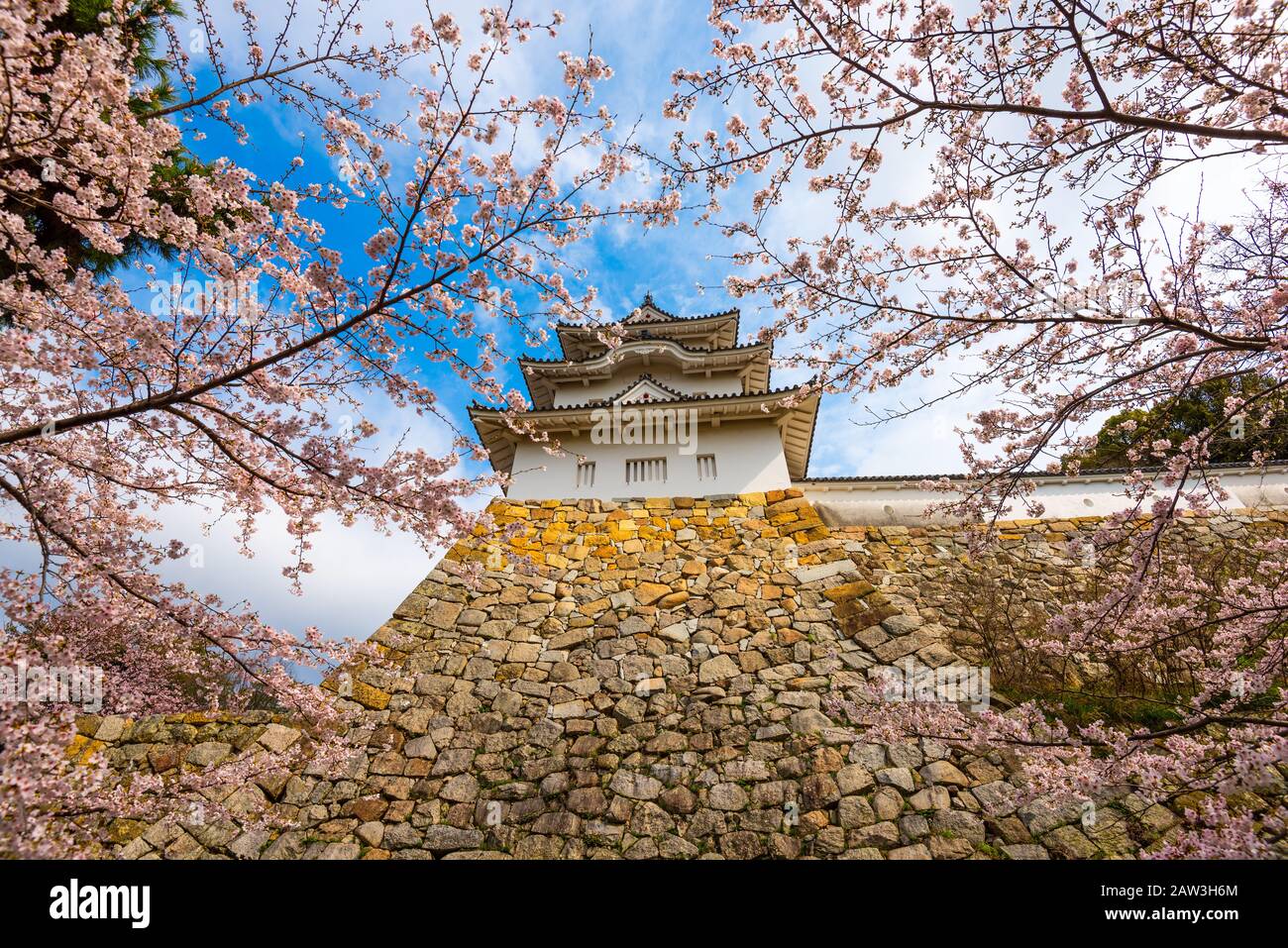 Akashi, Hyogo, tour du château du Japon et cerisiers en fleurs au printemps. Banque D'Images