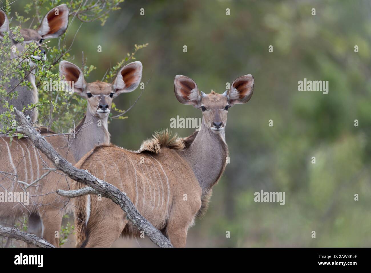 Portrait de Kudu dans le désert Banque D'Images