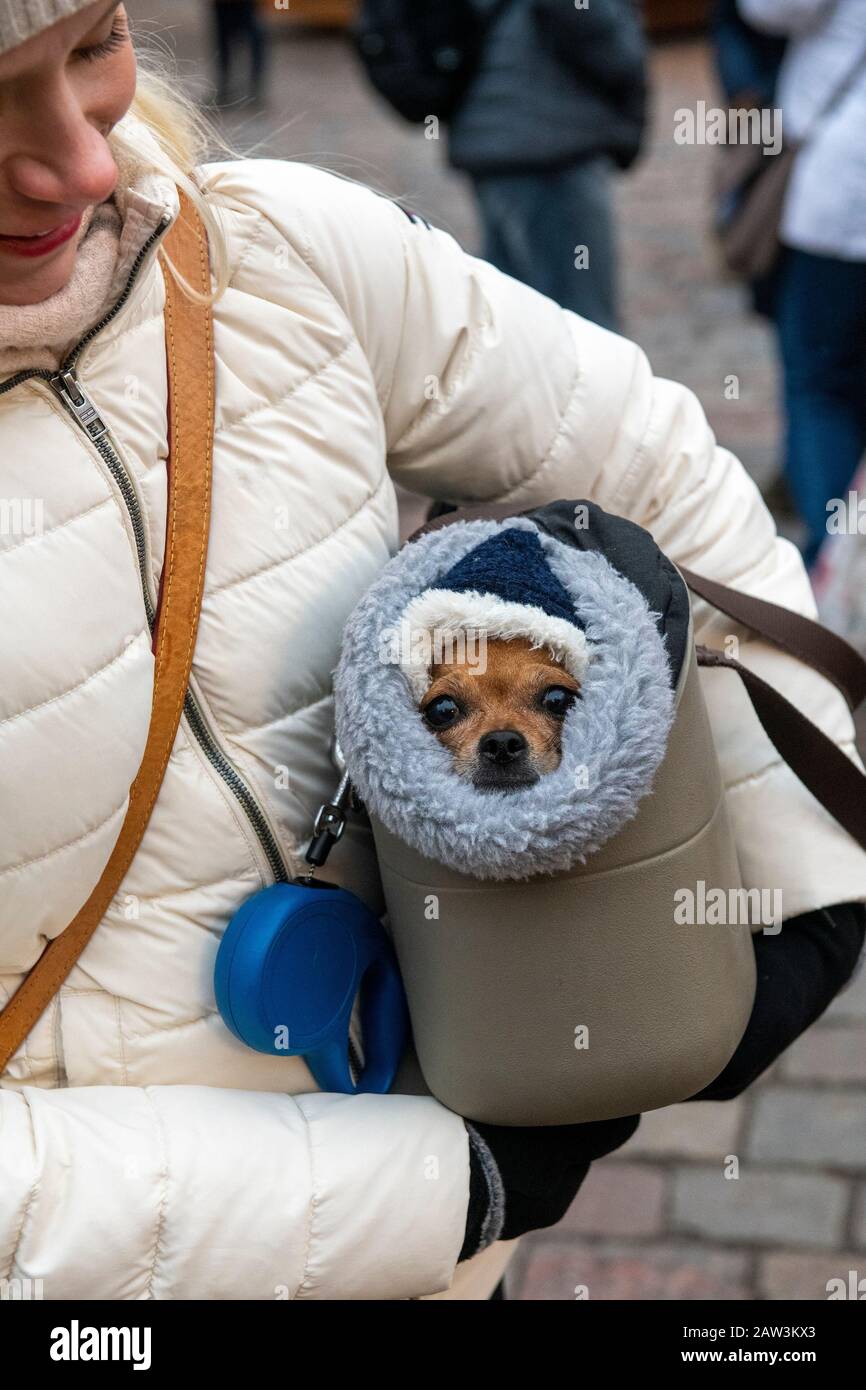 Femme tenant un petit chien enveloppé dans des couvertures mouchetées à l'intérieur d'un sac de transport lors d'un hiver froid à Tallinn, Estonie Banque D'Images