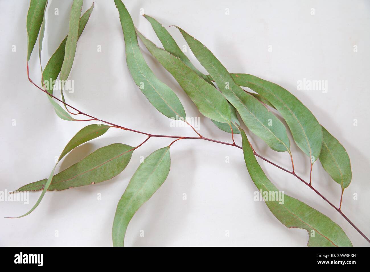 Feuilles vert pâle d'un arbre d'eucalyptus avec espace de copie Banque D'Images