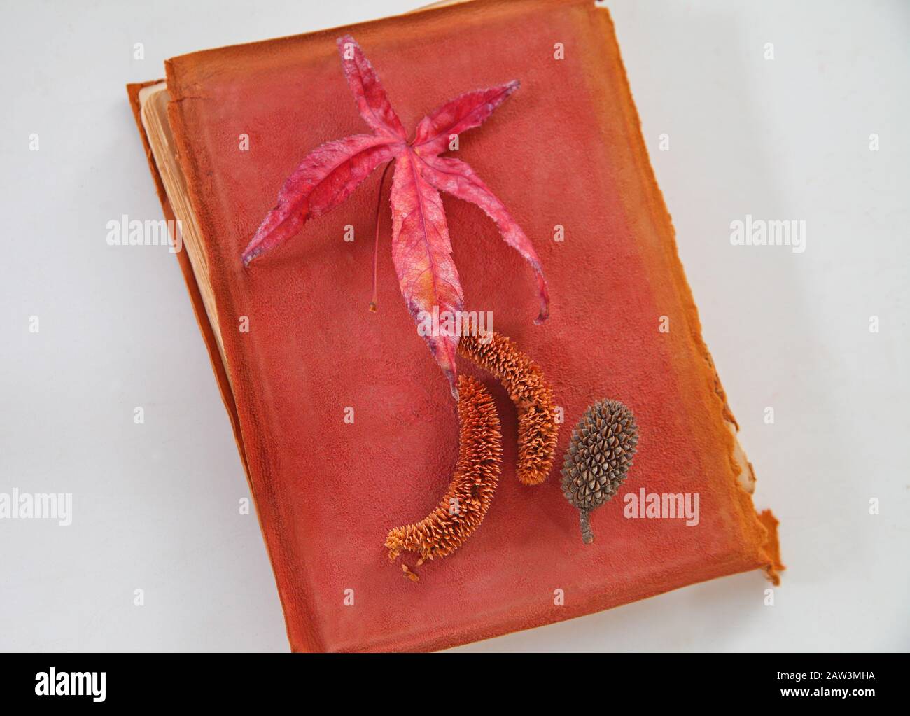 Livre vintage recouvert de cuir avec feuilles d'automne rouges et petits cônes d'arbres Banque D'Images
