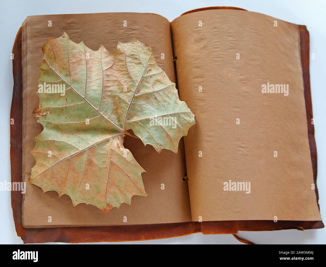 Grande feuille de sycomore en automne sur les pages bryrées d'un vieux livre Banque D'Images