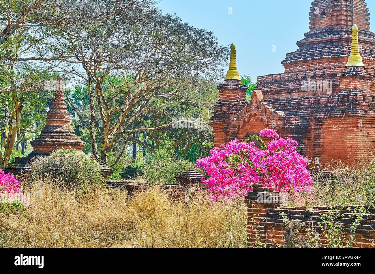 Les épaissimes de grandes herbes sèches, étalez les arbres et bougainvillea bourgonne en fleurs dans l'ancien sanctuaire de briques de la Pagode de Khaymingha, Bagan, Myanmar Banque D'Images