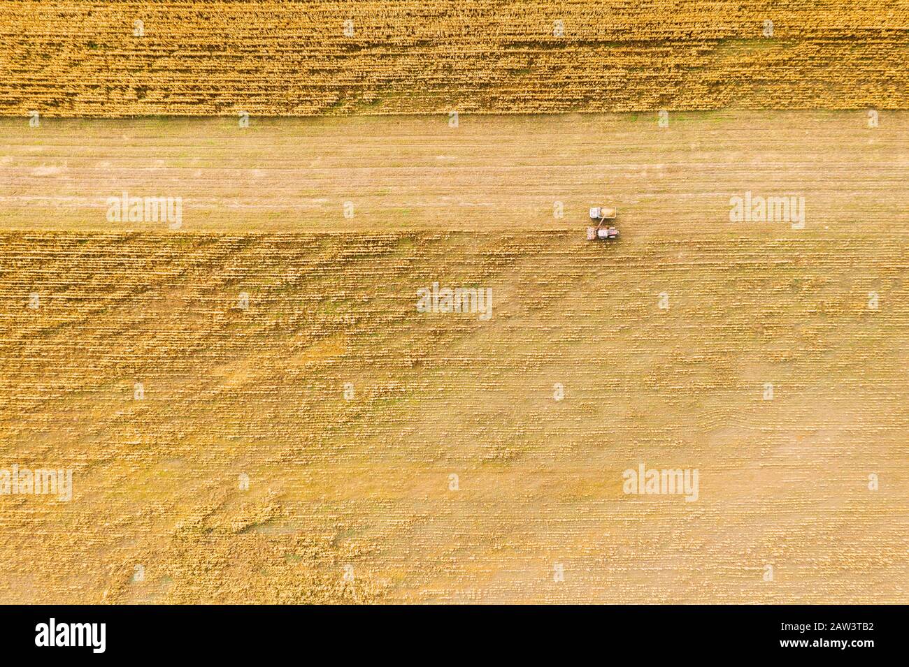 Vue aérienne du paysage rural. Moissonneuse-batteuse et travailler ensemble dans le champ de camion, collecte des graines. La récolte de blé en automne. Mac agricole Banque D'Images
