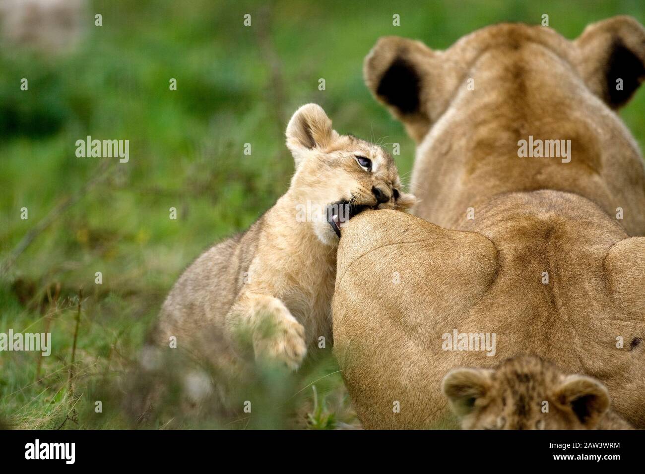 Lion du Katanga ou le sud-ouest de l'African Lion, Panthera leo bleyenberghi, femme et Cub Jouer Banque D'Images