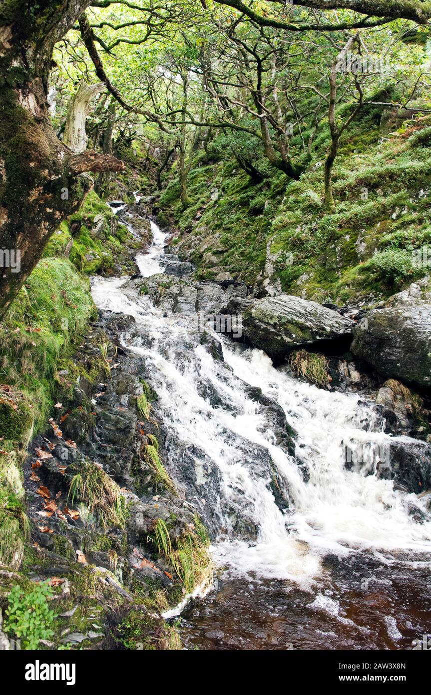 Une petite cascade au milieu des bois. Banque D'Images