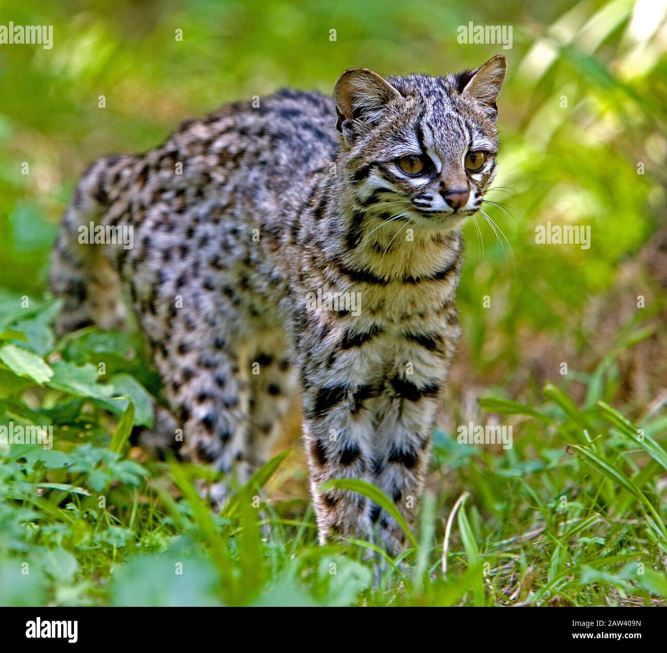 Tiger Cat ou Oncilla, leopardus tigrinus, Adulte debout sur herbe Banque D'Images