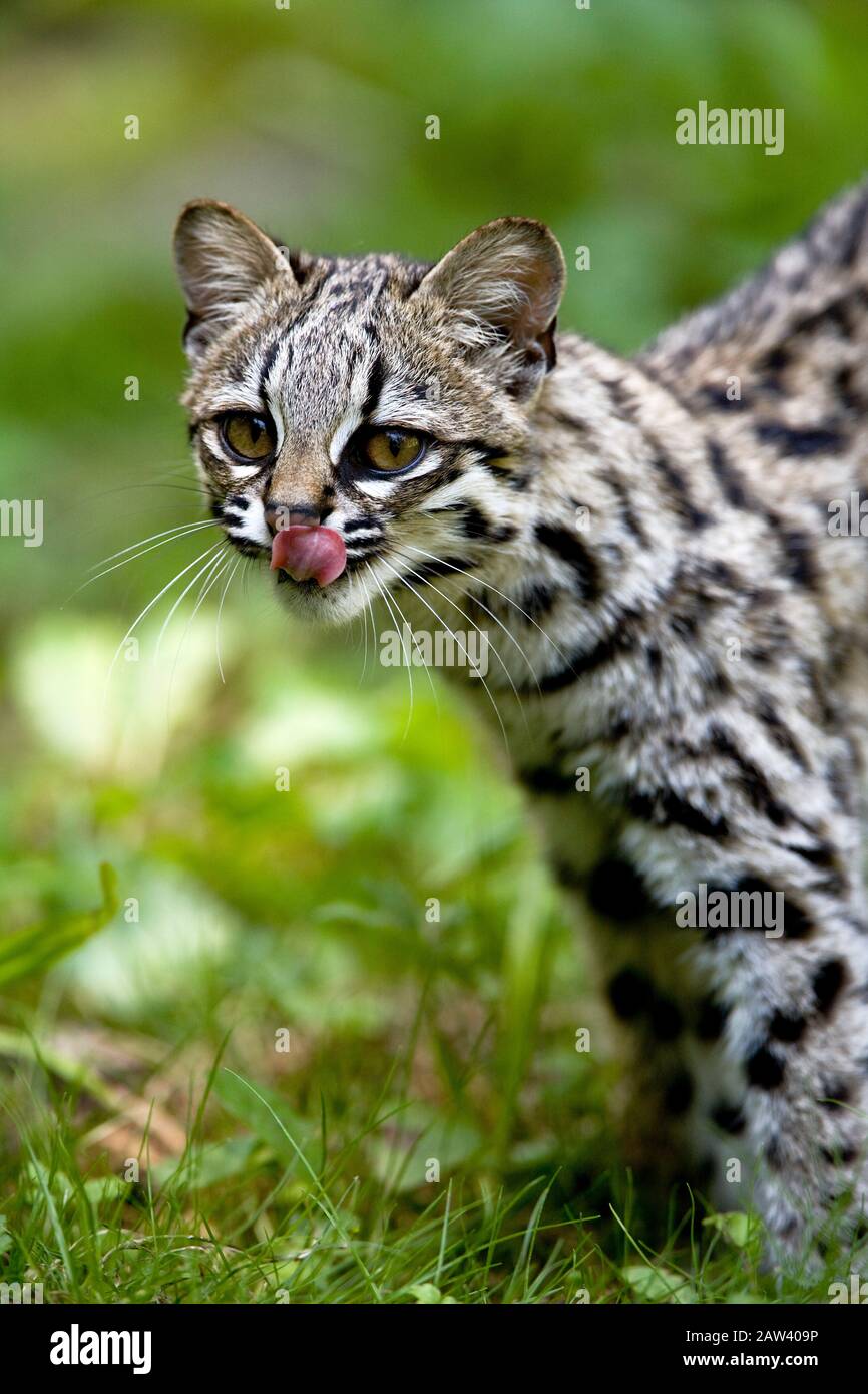 Chat-tigre ou Oncilla, leopardus tigrinus, léchant adultes Nez Banque D'Images