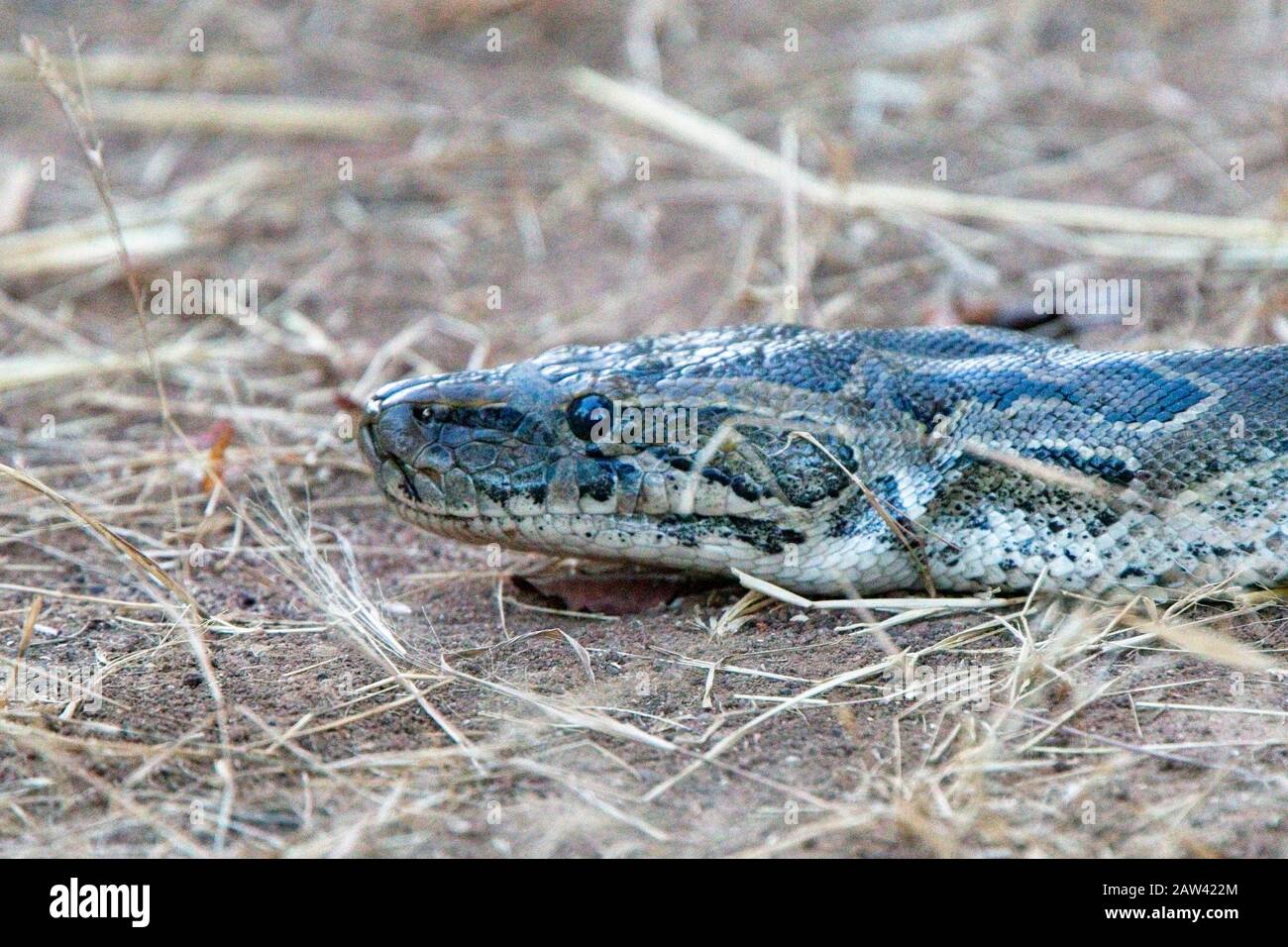 African Rock Python (Python sebae), Ce serpent mesurait au moins 3 mètres de longueur, près de Tendaba, Gambie. Banque D'Images