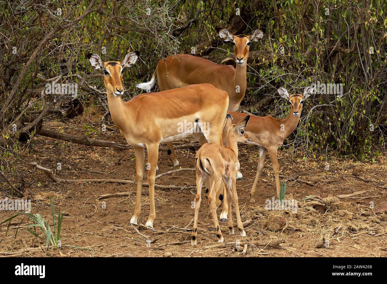 Impala, aepyceros melampus, Femelles avec Youngs, Masai Mara Park au Kenya Banque D'Images