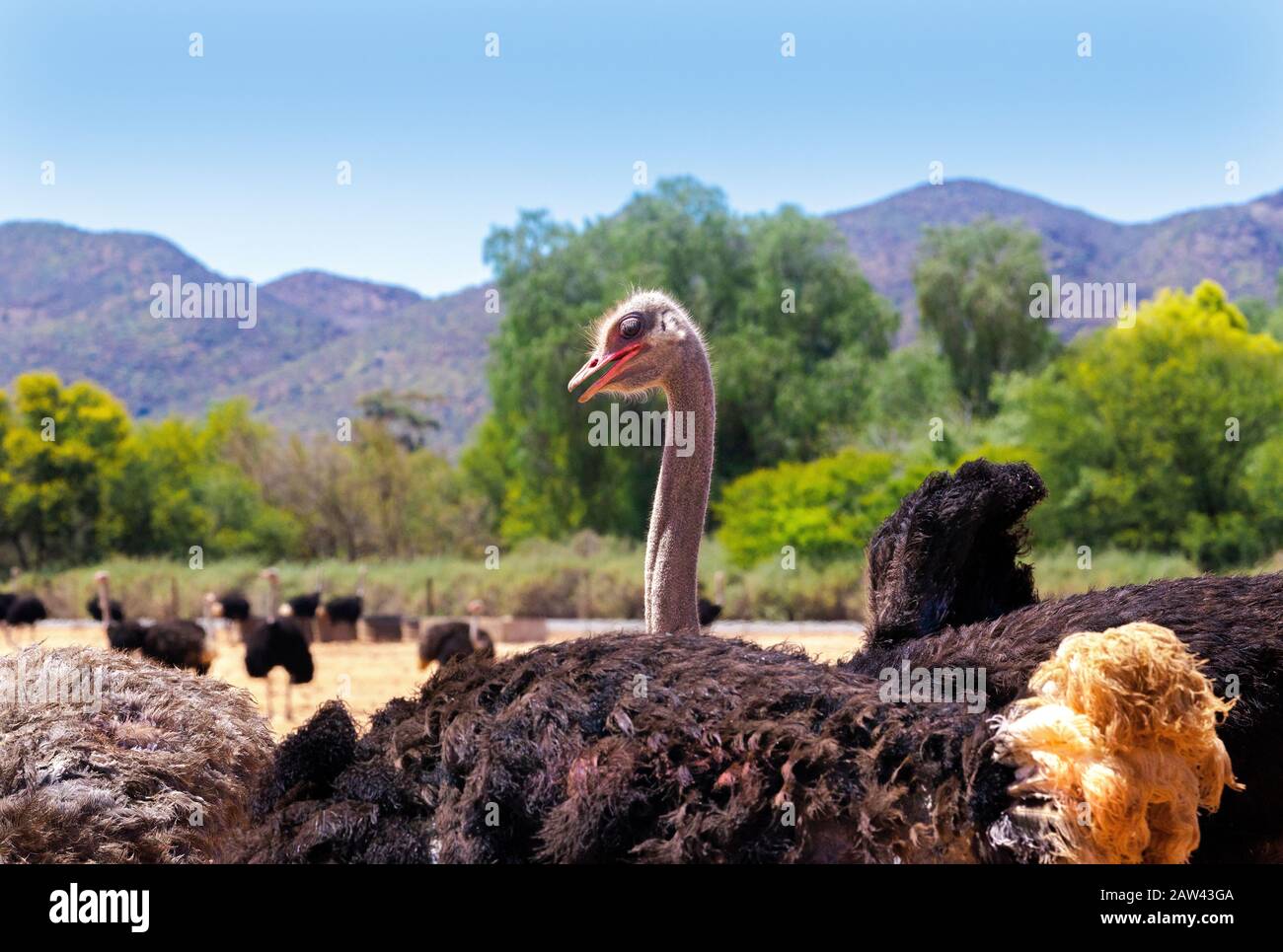 Autruche dans les champs dans la ville de Garden route d'Oudtshoorn, le Cap occidental, Afrique du Sud Banque D'Images