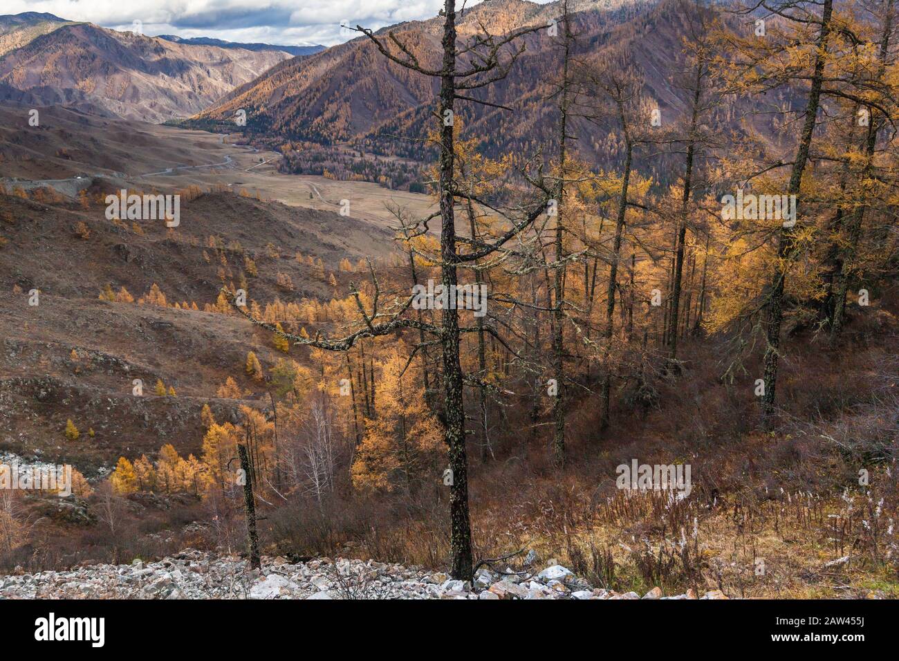 Chaîne de montagnes de l'Altaï d'automne Chuya tractus arbres jaunes taïga forêt Banque D'Images