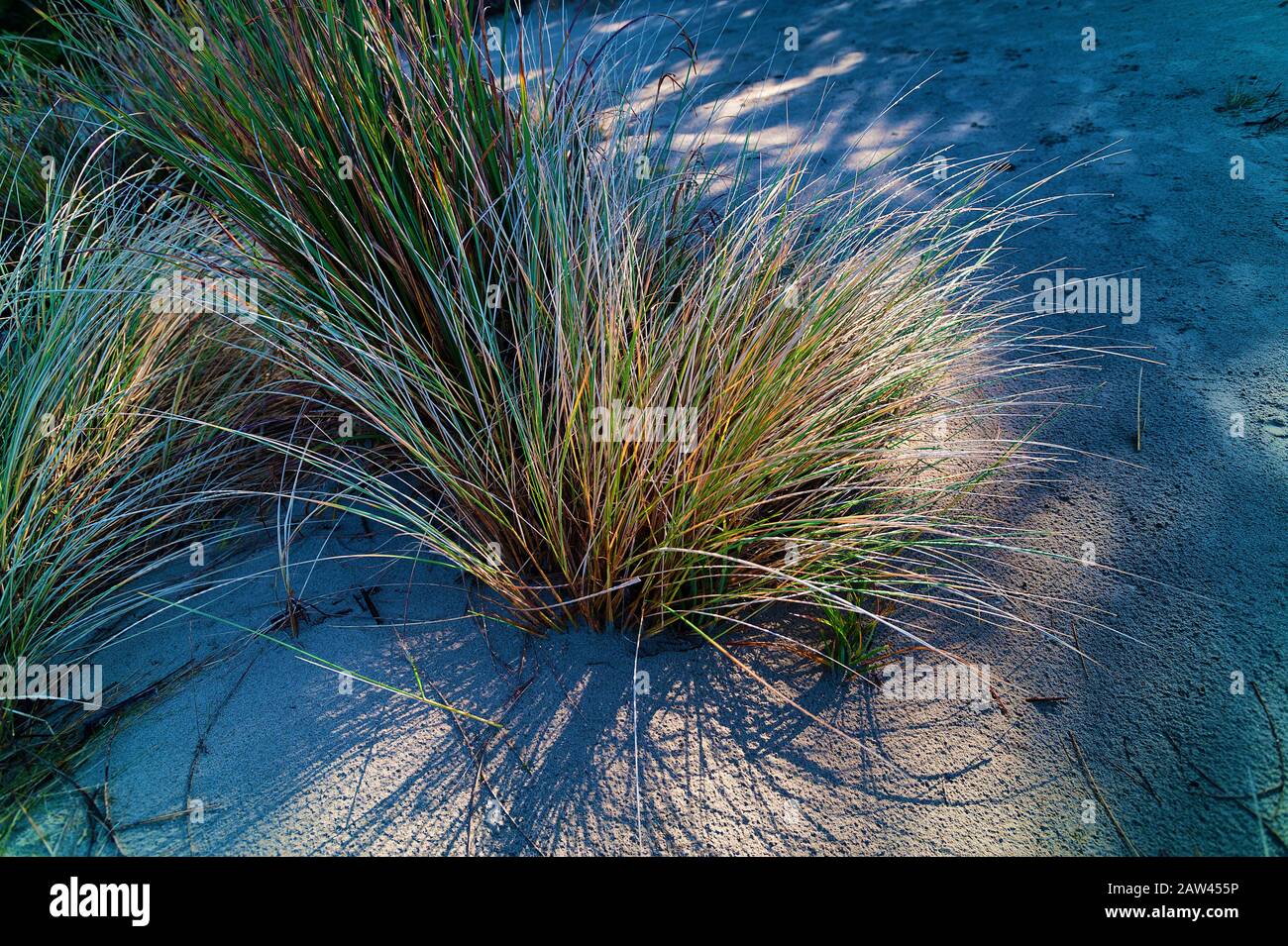 Près de l'herbe dans le sable sur une plage près de Lincoln City, Oregon Banque D'Images