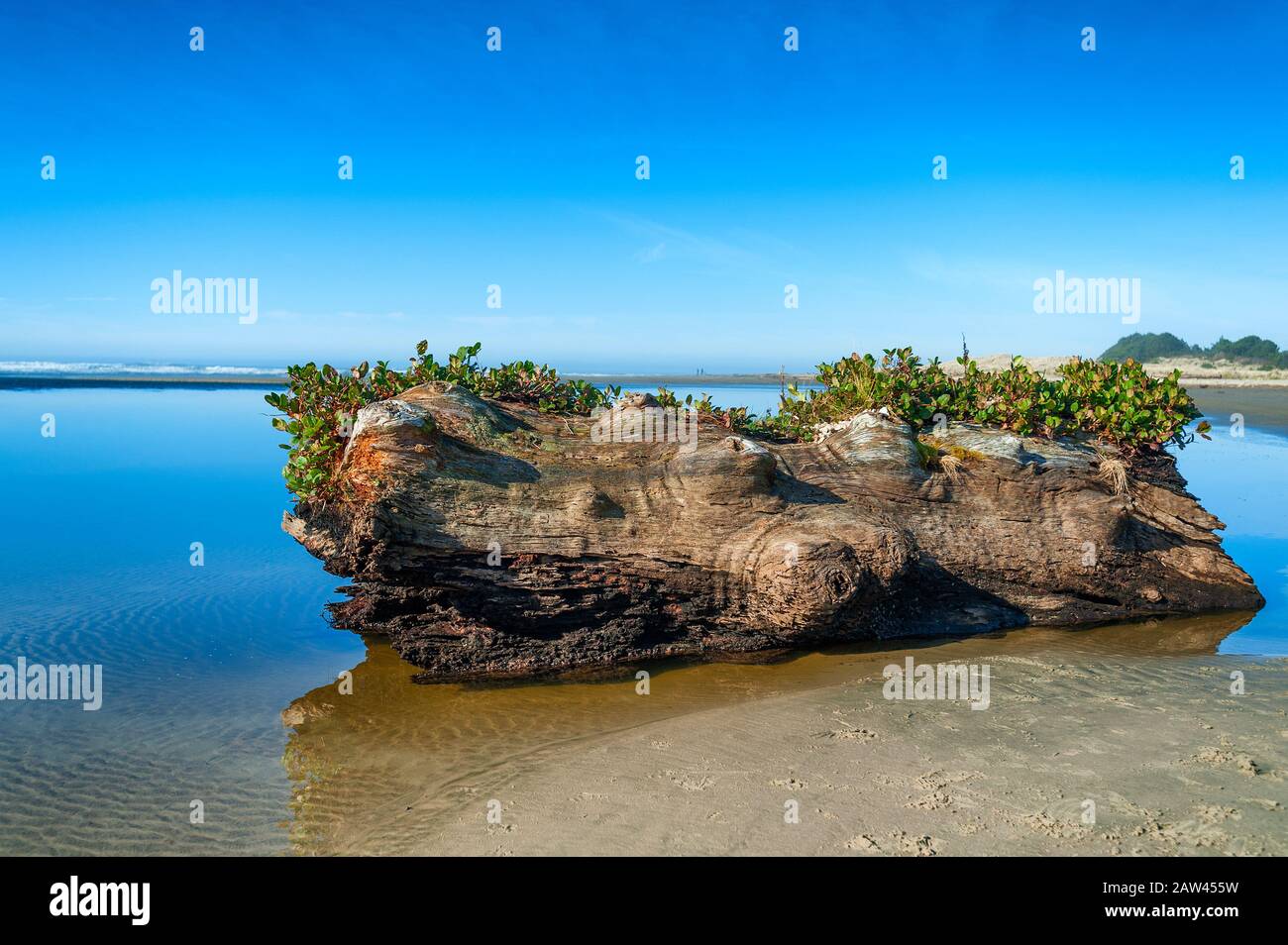 Un grand morceau de bois dérivant se trouve dans les eaux calmes de la baie de Siletz Wildlfie Refuge eaux sur la côte de l'Oregon Banque D'Images