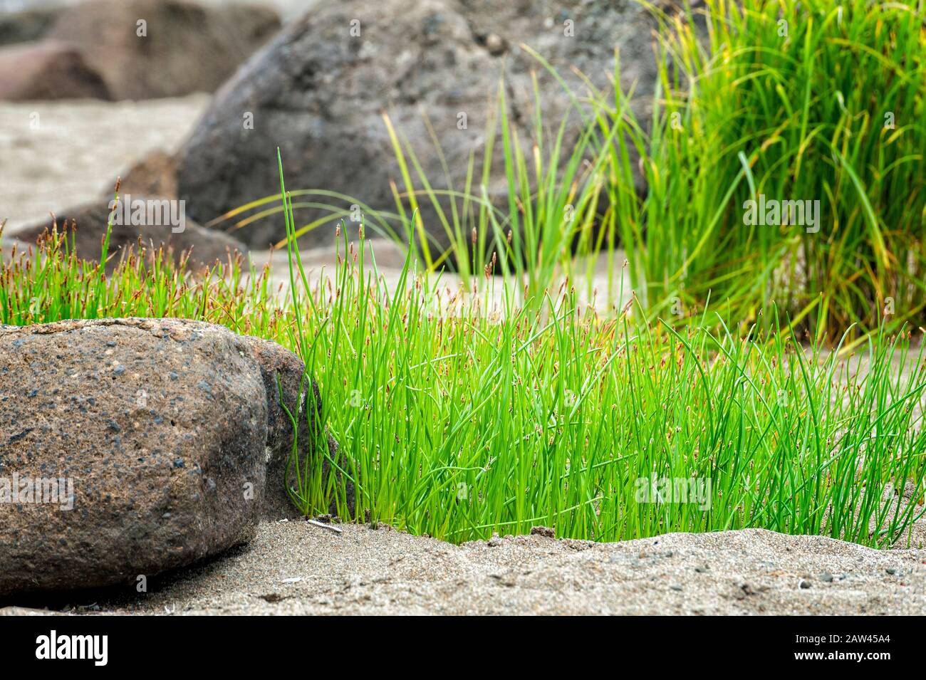 La corniche verte se distingue parmi les rochers et le sable de Fogart Creek Beach à Lincoln City, sur la côte de l'Oregon. Banque D'Images