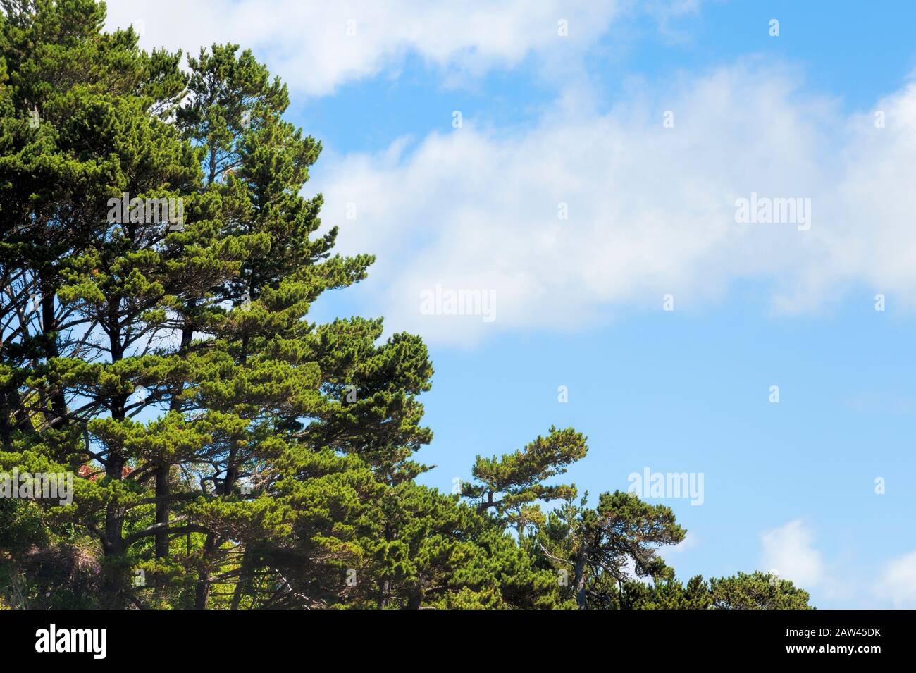 Des sommets de pins verts encadrent le ciel bleu avec des nuages blancs avec espace de copie disponible Banque D'Images