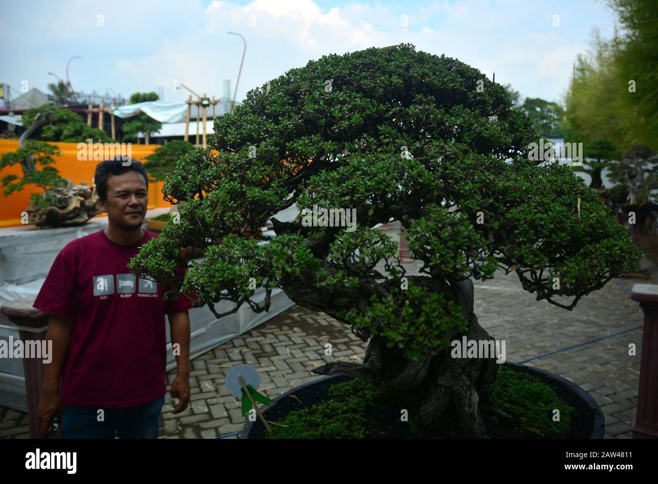 Les visiteurs voient les plantes à l'emplacement du concours Bonsai tenu à Jember, East Java, Indonésie, le mercredi 21 août 2019. Dans le concours de l'art, les plantes éclipsent ces plantes, en plus des événements de réalisation, aussi comme lieu de promotion de l'environnement et d'augmentation de la créativité pour l'industrie créative de l'art Bonsai Banque D'Images