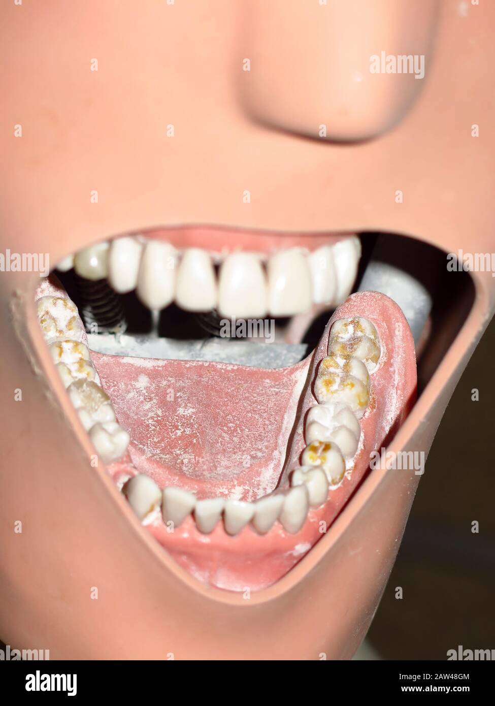 Tête factice avec fausse bouche pour la formation de dentiste Banque D'Images