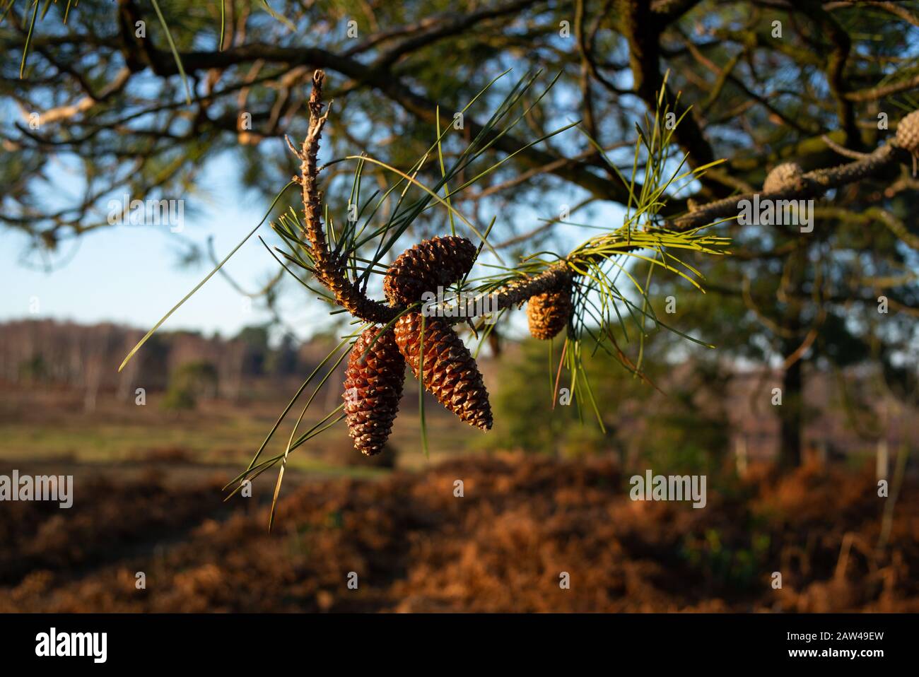 Les cônes de pin fermés pendent d'un arbre, possible PIN de Lodgepole , Pinus contorta mais l'identification d'expert est nécessaire pour être certain. Banque D'Images