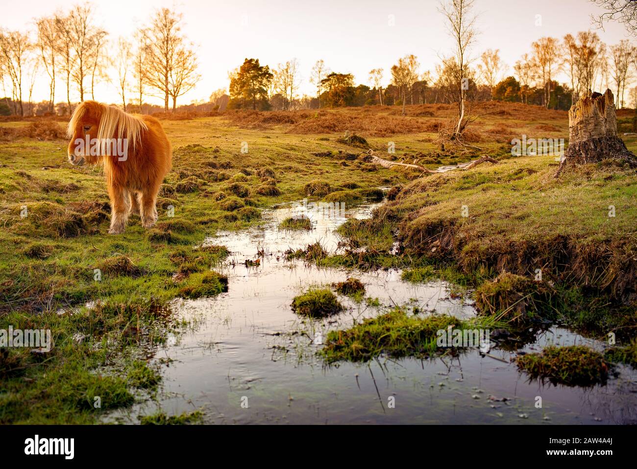 Un magnifique poney brun de Shetland se nourrissant par un ruisseau sur la zone de conservation de la terre de bruyère commune du Canada dans La Nouvelle forêt contre un magnifique coucher de soleil d'hiver. Banque D'Images