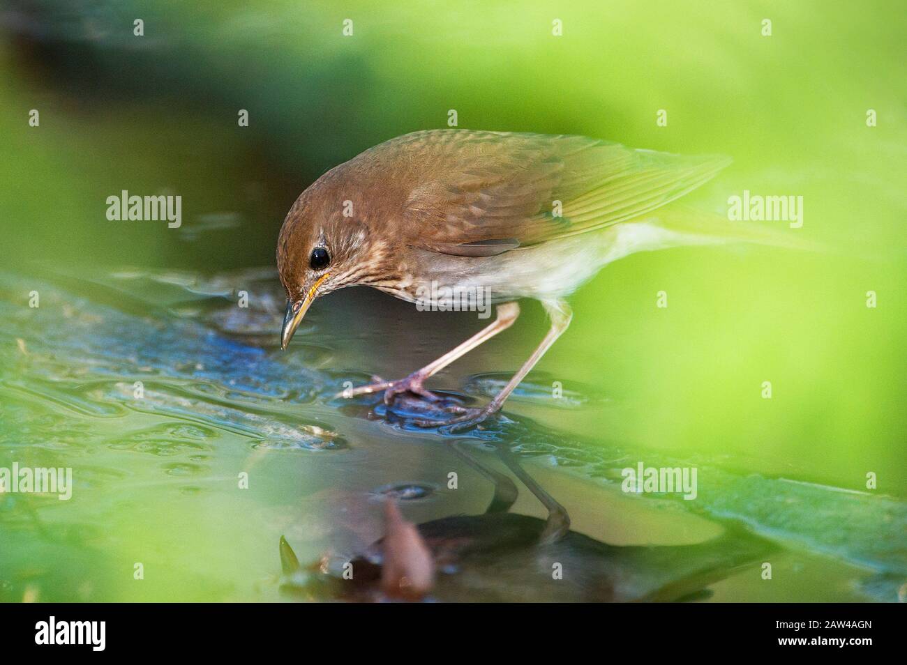 Émerveillé dans l'habitat des bois du printemps Banque D'Images