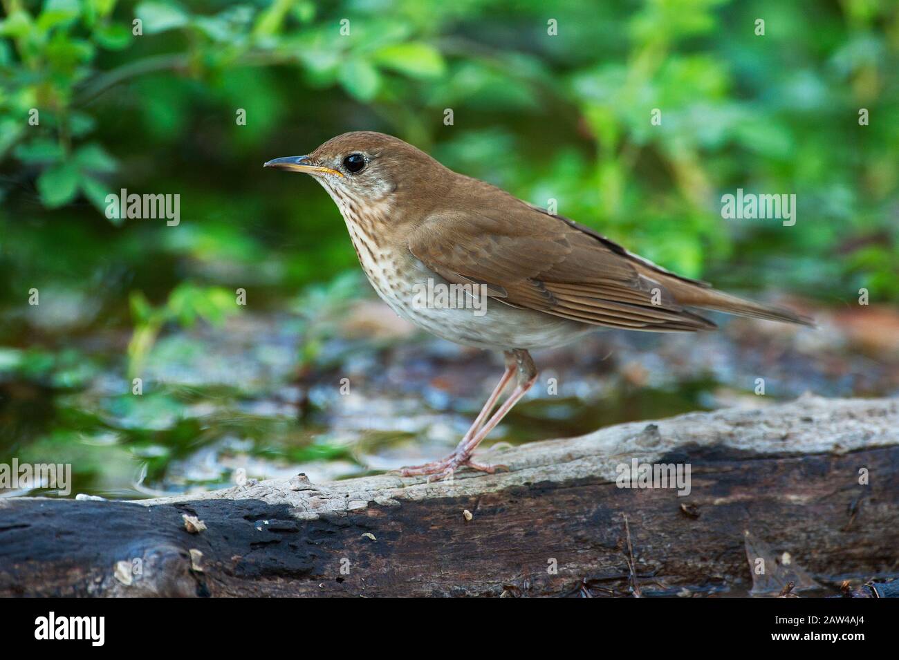 Émerveillé dans l'habitat des bois du printemps Banque D'Images
