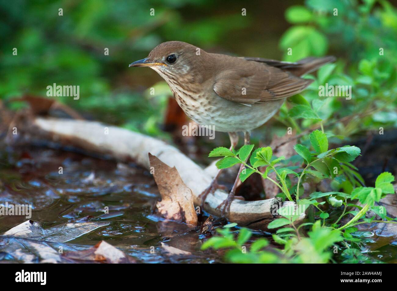 Émerveillé dans l'habitat des bois du printemps Banque D'Images