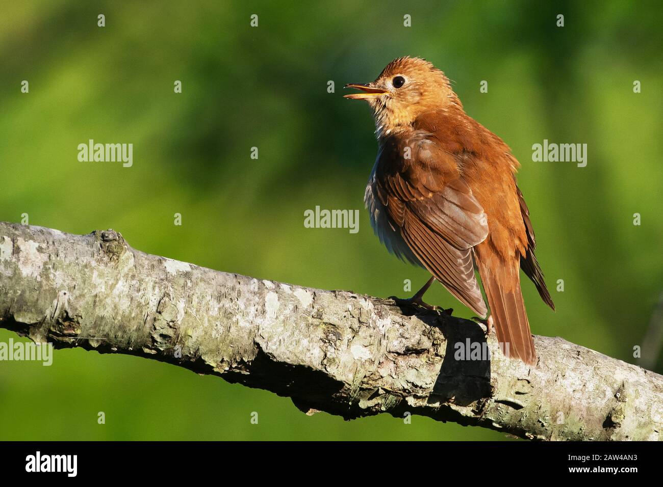 Chant véery dans l'habitat des bois printaniers Banque D'Images