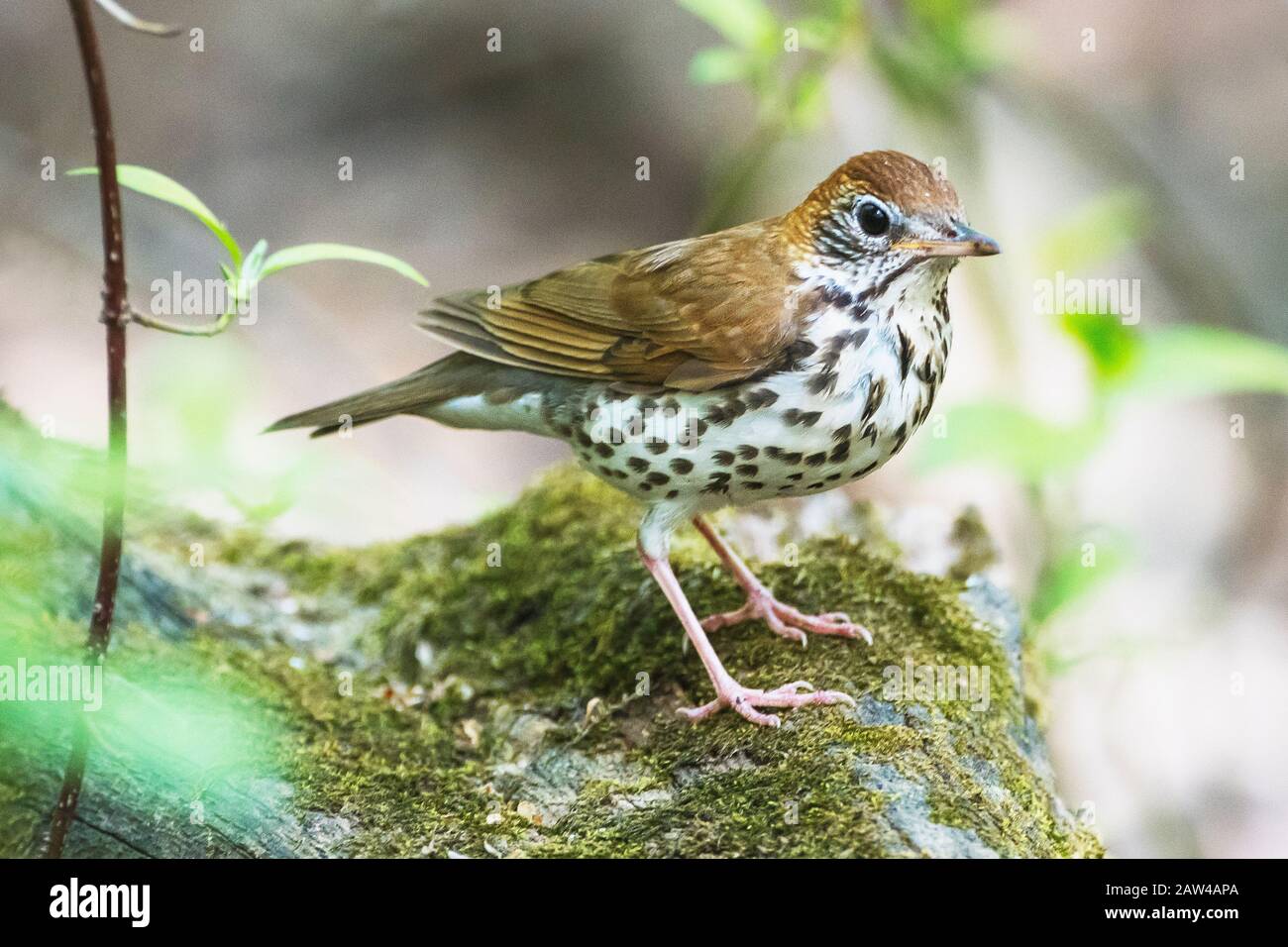 Griffé de bois perché sur du bois de mousse dans des bois gréés printaniers Banque D'Images