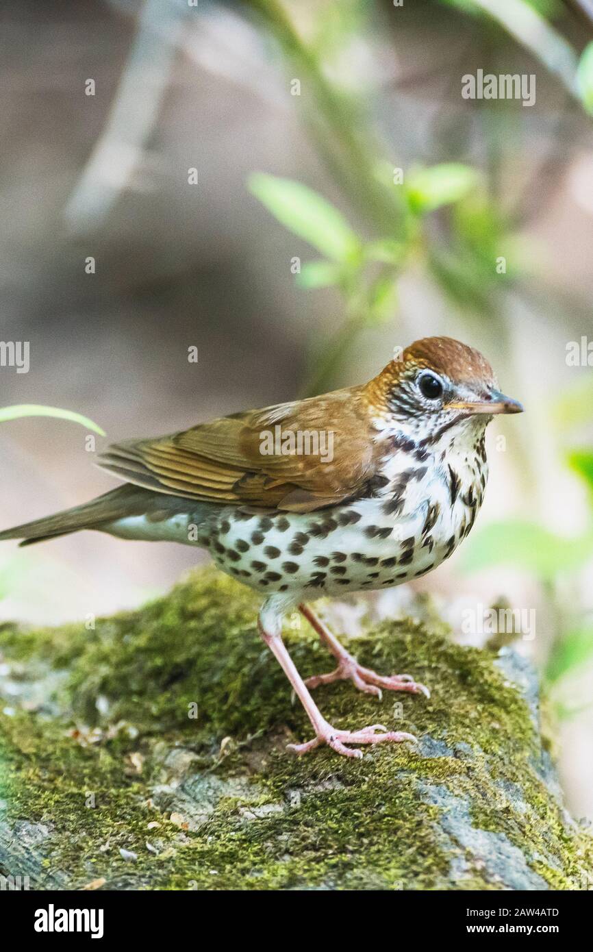 Griffé de bois perché sur du bois de mousse dans des bois gréés printaniers Banque D'Images