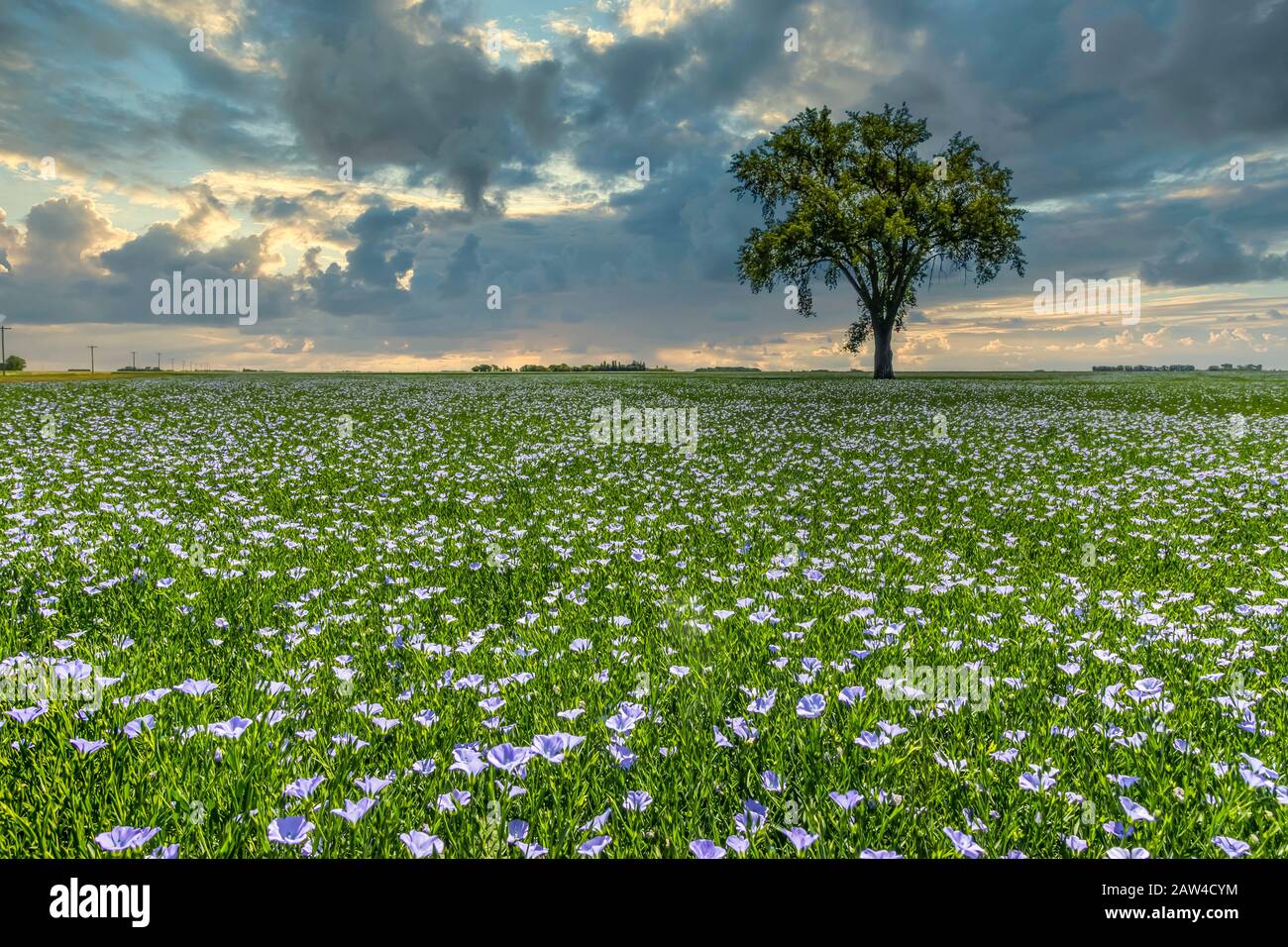 Arbre de coton solitaire dans un champ de lin fleuri près de Myrtle, Manitoba, Canada. Banque D'Images