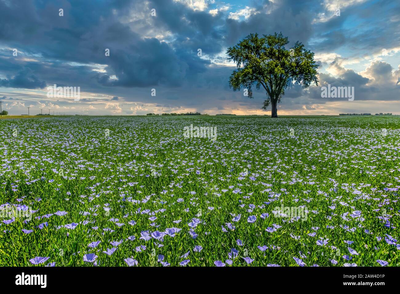 Arbre de coton solitaire dans un champ de lin fleuri près de Myrtle, Manitoba, Canada. Banque D'Images