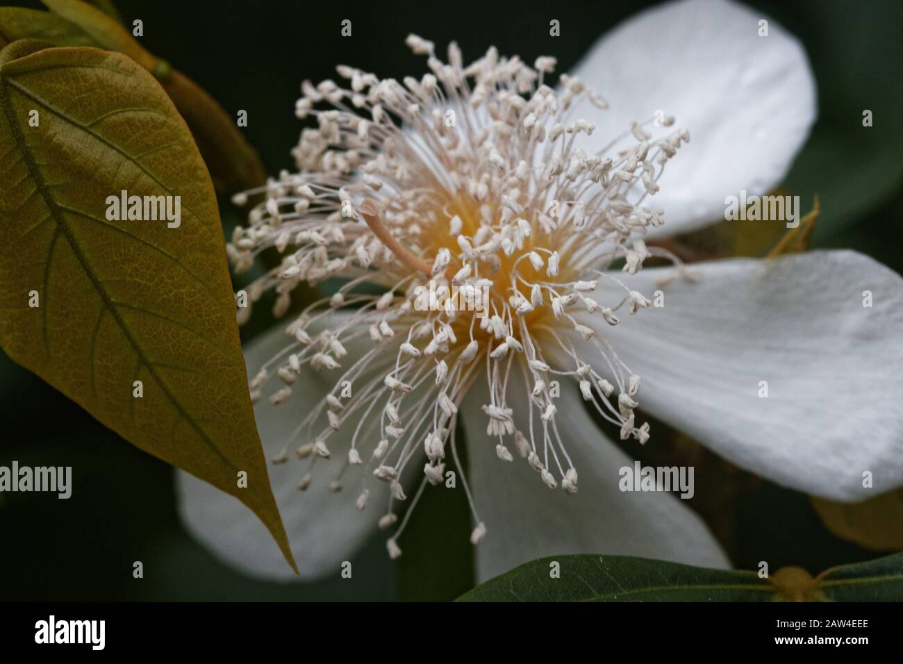 Bixa orellana, communément appelée annato ou achiote, est un arbuste tropical vert ou un petit arbre. Banque D'Images