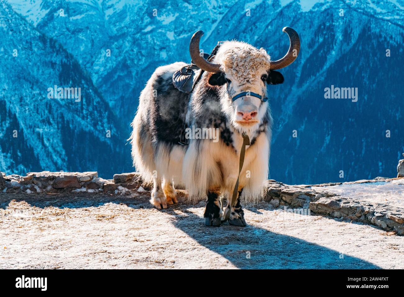 Un yak domestique attristé dans les montagnes caucasiennes le jour ensoleillé. Banque D'Images