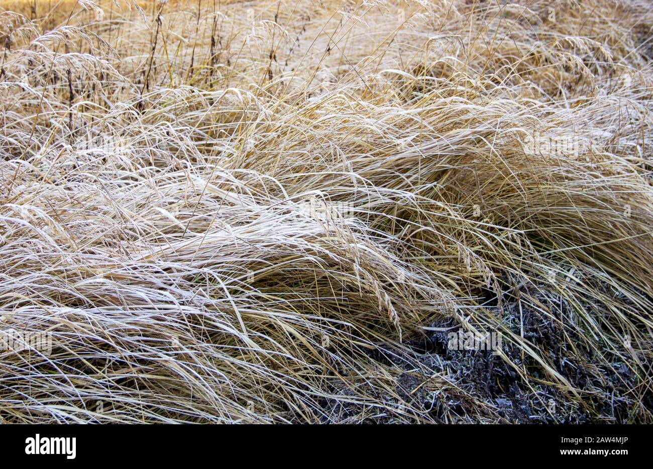 herbe séchée recouverte de givre pendant une journée froide d'hiver Banque D'Images
