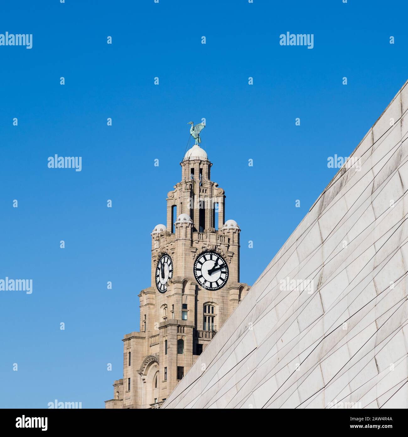 Image d'une culture carrée d'une Liverbird dans le Royal Liver Building de Liverpool. Banque D'Images
